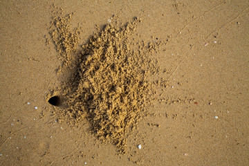 Crab footprints track  and hole of crab on sandy beach, Abstract natural background
