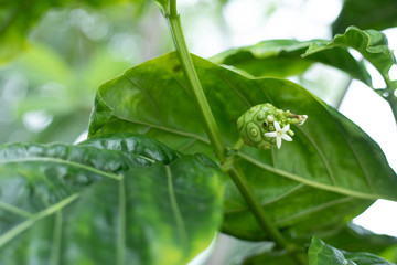 Obraz premium noni or Morinda citrifolia, great morinda, Indian mulberry, beach mulberry, or cheese fruit, on tree