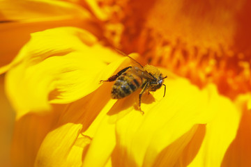 bee collecting nectar on a blooming sunflower
