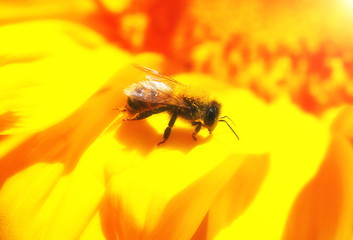 bee collecting nectar on a blooming sunflower