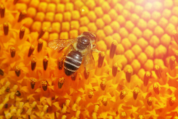 bee collecting nectar on a blooming sunflower