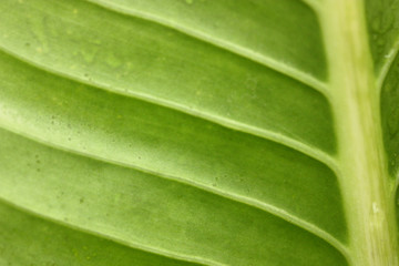 macro view of Colocasia esculenta,the big green leaf.