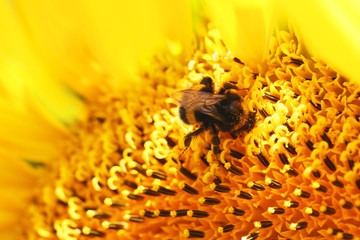 bumblebee collecting nectar on a blooming sunflower