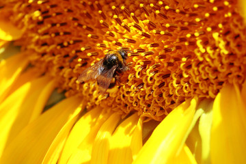 bumblebee collecting nectar on a blooming sunflower