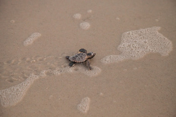 Hatchling baby loggerhead sea turtles Caretta caretta climb out of their nest