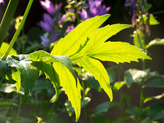 garden flowers 12