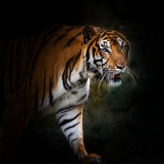 Fototapeta na wymiar Close-Up tiger.
