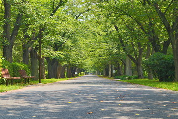 View of Green Street of Shinonome, Tokyo
