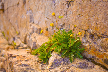 Wildflower in rock crevice