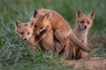 Fototapeta premium Red Foxes