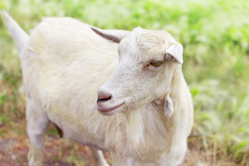 Portrait of cute white goat on background of blurry grass. Animal industry.  Livestock farming. Selective focus.