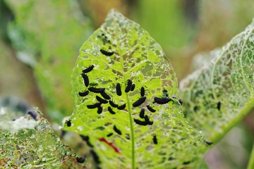 大量の虫に食い尽くされる葉っぱ
