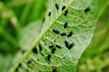 大量の虫に食い尽くされる葉っぱ
