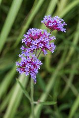 Tiny Purple flowers 4