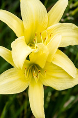 Obraz premium Yellow Lily