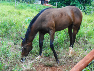 Horse Grazing