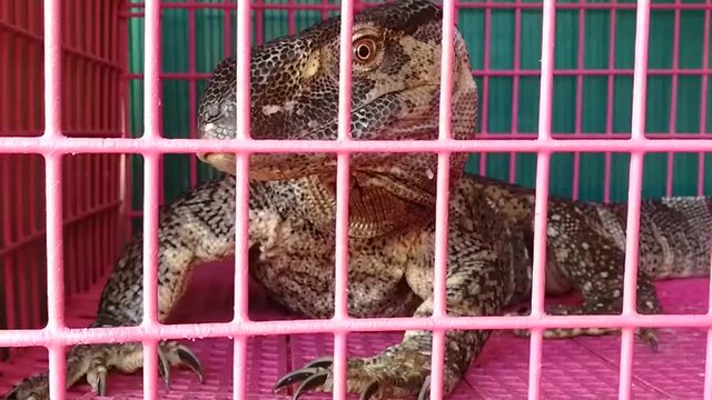 Monitor lizard close up head side In the nick