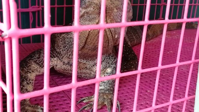 Monitor lizard close up head side In the nick
