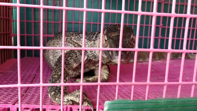 Monitor lizard close up head side In the nick