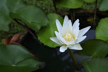 close up white lotus in the pond