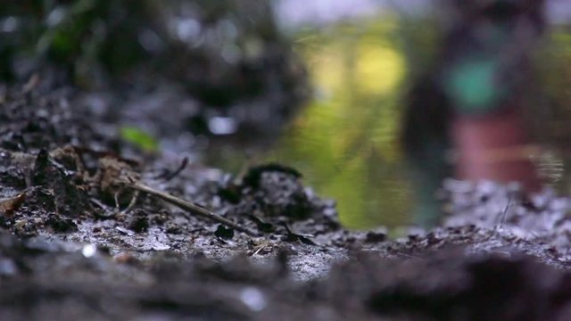 Runners splash through mud