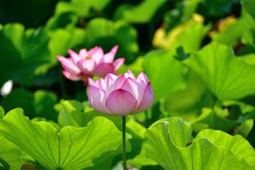 Obraz premium 木漏れ日浴びて咲く満開のハスの花