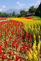 Fototapeta premium 久住高原の花