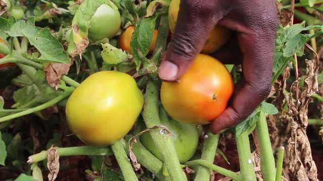 A close up shot of an African picking tomatoes from the plant.