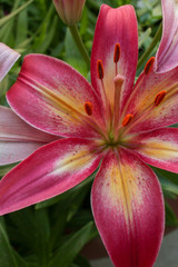 Red Lilie 1