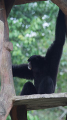 Fototapeta premium Siamang Symphalangus syndactylus in the conservation park in Indonesia. Siamang is native primate of Indonesia, malaysia, and Thailand