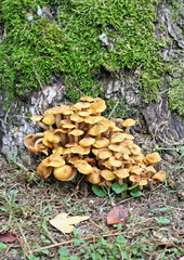 Fungus Pile Against Tree