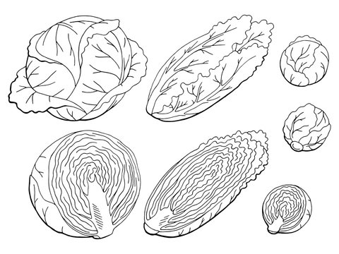 Cabbage set graphic black white isolated sketch illustration vector