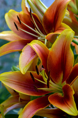 Fototapeta na wymiar Tropical orange and yellow lilies