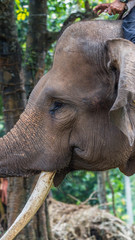 Sumatra elephant head closeup