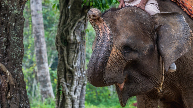 Sumatra Elephant Riding Attraction At A Conservation Park In Indonesia