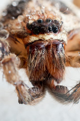 macro Jumping Spider,