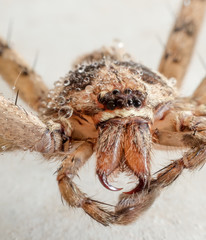 macro Jumping Spider,