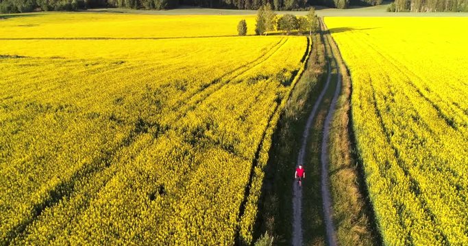 Man walking on a countyside road, C4K aerial view following around a boy hiking between rape flower fields, on a sunny summer evening sunset, in Uusimaa, Finland