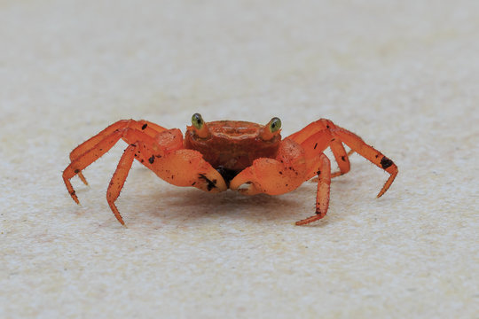 Geosesarma aurantium is a terrestrial crab that is endemic to Mount Silam, Sabah, Malaysia