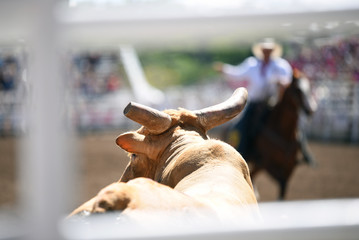 Bull and cowboy at rodeo