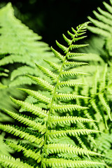 Mountain Fern