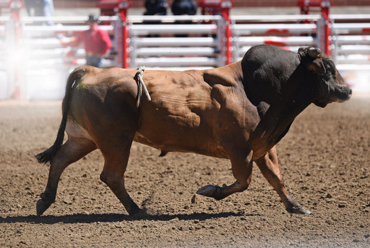 Bull at rodeo