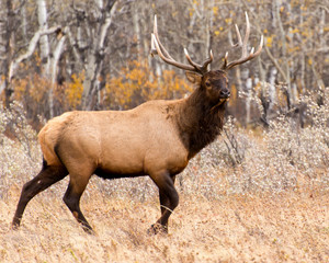 Naklejka na ściany i meble Bull Elk in Rutting Season