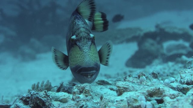 titan triggerfish ( balistoides viridescens) is swimming in the coral reef, slow motion