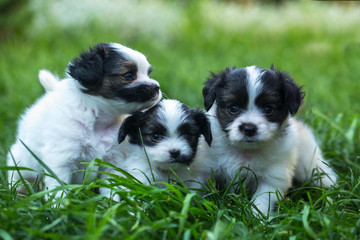 Three puppies in the grass