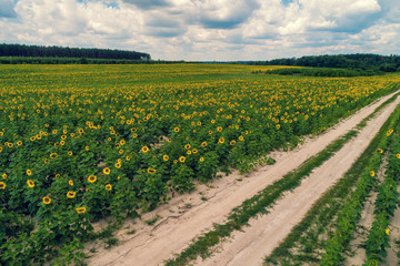 Fototapeta na wymiar Beautiful sunflower field with a dirt road, aerial view