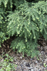 Fresh green needles.