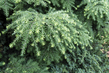 Fresh green needles.