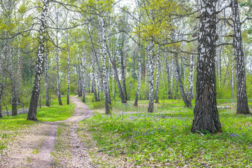 Birch forest in early spring in Siberia.