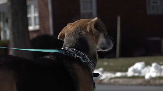 This is a short clip of my dog being walked in the winter.